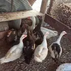 بط بلدي وزه