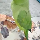 دره متكلمه للبيع