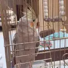 طير كروان اليف للبيع