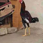 ديك فوليا