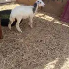 رخال حري