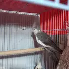 كروان هولندي