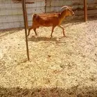 ماعز حايليه دافع الاولاد