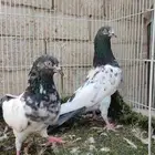 حمام باكستاني