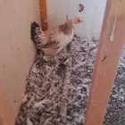 دجاج بلدي بياض شرط ودجاجه مرجن واحده مرجنه