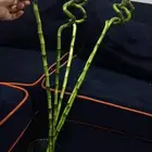 ساق البامبوا عندي 4 مقاسات