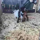 عنز جنوبيه خصم