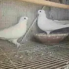 جوزين روسي