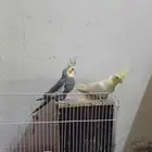 جوز كروان للانتاج