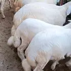 طليان ذبائح فل شحم 5شهور رجال المع