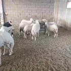 ذبيح حري
