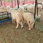 طليان للبيع