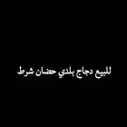 دجاج حضان شرط
