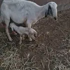 حريه للبيع شاه حريه للبيع خلفه