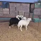 بهم تم البيع تم البيع تم البيع