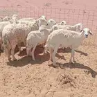 السلام عليكم ورحمة الله وبركاته