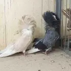 سلام عليكم