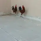 ديوك