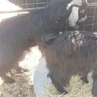جدي للبيع بكر للبيع عل السوم. واذكرو الله