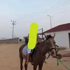 مهر للبيع الموقع ناوان شرق المضيلف