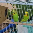 بادجي