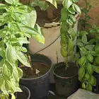 شتلات ريحان ايطالي