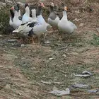 وز 8 حبات