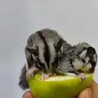 شوقر قلايدر