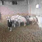 ذبيح حري