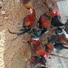 Phoenix Roosters Pure