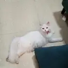 قطه للتبني أنثى معقمه عمرها تقريباسنه وست شهور