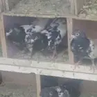 مجموعة حمام باكستاني فاخر