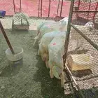 طليان ورخال ضحايا