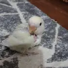 فرخ روز طفره مجنون غر