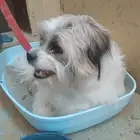 كلب أنثى 8 أشهر