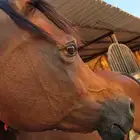 فرس واهو فاخرة ومحققة ذهب