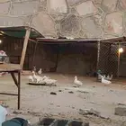 بط العدد 10 للبيع