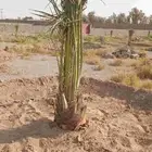يوجد لدينا جميع انواع النخيل الى جميع أنحاء المملكة نقايل فل