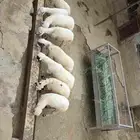 تيوس وخرفان
