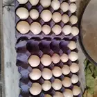 بيض براهما مخصب