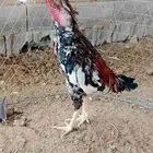 سلام عليكم. العرض ديك شامو ياباني