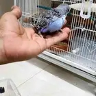 فروخ انقليزي 3