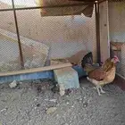 دجاجه بفروخها