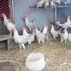 ديكه النوع فيومي