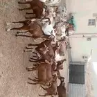 الباحة ... قلوه