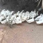 السلام عليكم يوجد لدي بط