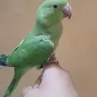 فرخ درة دوبه مفطوم أليف