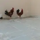 ديوك للبيع