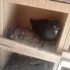 للبيع زوج قطيفي مذيل ومعقد ومنتج