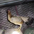 دجاج بلدي
